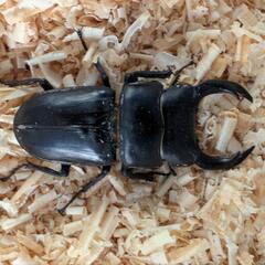 ２５.新成虫 オオクワガタ ♂オス ♀メス ペア　続々羽化ラッシ...