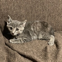 キジグレーカラー 子猫 男の子 里親募集中