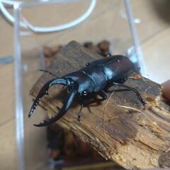 ノコギリクワガタペア（♂大歯〜中歯の間）和歌県採集野生個体