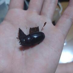 ノコギリクワガタペア（♂大歯〜中歯の間）和歌県採集野生個体の画像