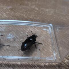 ミヤマクワガタムシ　ノコギリクワガタ　♂♀7匹の画像