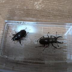ミヤマクワガタムシ　ノコギリクワガタ　♂♀7匹の画像