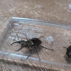 ミヤマクワガタムシ　ノコギリクワガタ　♂♀7匹の画像