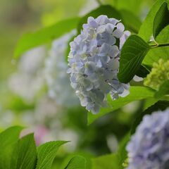 カメラ(デジタル一眼レフ、ミラーレス一眼)を持って撮影に出掛けま...