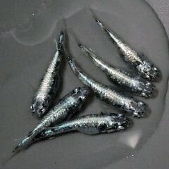 🎏【レックウザ】✨２ペア✨雄♂２匹✨雌♀２匹✨計４匹✨🎏の画像