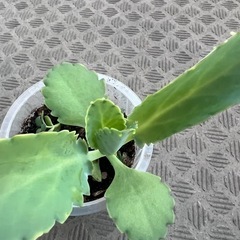 幸せの葉 🌿マザーリーフ セイロンベンケイソウ ミニサイズ　育て...