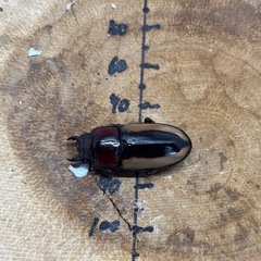 フルストルファーノコギリクワガタ ロンボク島産 ペア♂61.5mm♀28.7mmの画像