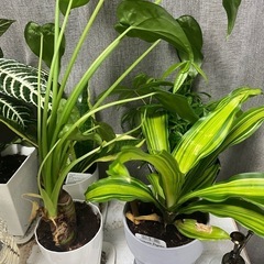観葉植物☆２つセットの画像