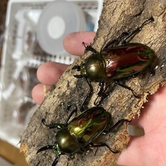 ニジイロクワガタ　フリーサイズペア