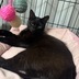 ランキングキーワードに紐づく投稿画像-黒猫