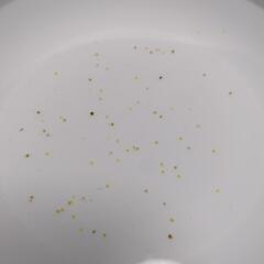 メダカの卵の画像