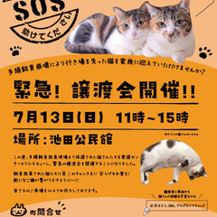 NECOAS 緊急！保護猫の譲渡会　静岡市駿河区　2025/7/...