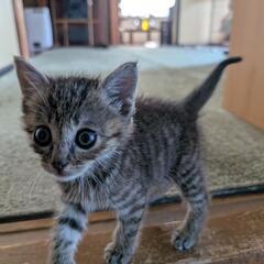 子猫（メス）里親募集