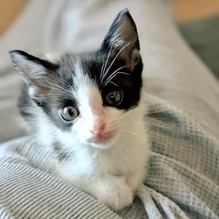 白黒ハチワレ