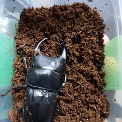 オオクワガタ　能勢産