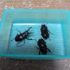 ミヤマクワガタムシ　ノコギリクワガタ　♂♀7匹の画像