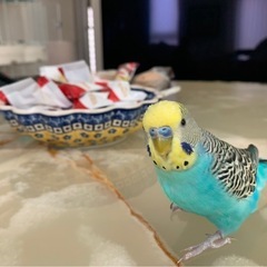 迷い鳥　セキセイインコ探してください