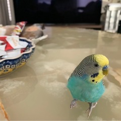 迷い鳥　セキセイインコ探してください - 鹿児島市