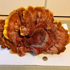 天然巨大マンネンタケの画像