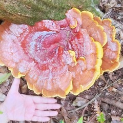 天然巨大マンネンタケの画像