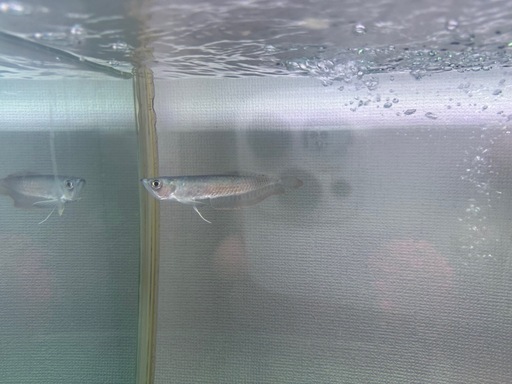 熱帯魚
