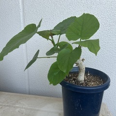 観葉植物　ウンベラータの画像