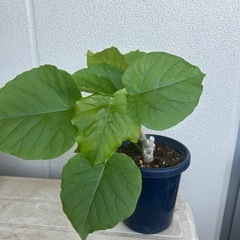観葉植物　ウンベラータの画像