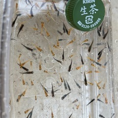 【2025年生まれ】メダカ若魚ミックス10匹の画像