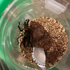 ニジイロクワガタオス