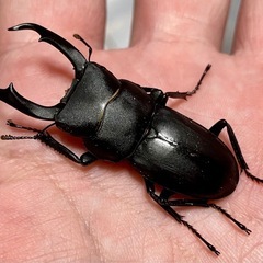たぶんコクワガタ♂48ミリ