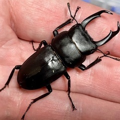 たぶんコクワガタ♂46ミリ②