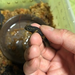 人工飼料OK！ミナミイボイモリ　国内CB 1匹9,000円　2匹16,000円　3匹21,000円の画像
