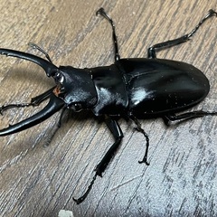 交渉中7/5：ギラファノコギリクワガタペア（♂64×♀46.5）