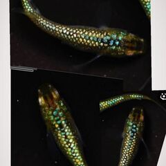 ✨❇️サイシュウヘイキメダカ❇️✨ペア❗❗現物出品❗❗