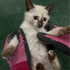 子猫シャム柄