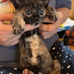 子猫ちゃんたち沢山♡生後2ヶ月くらい