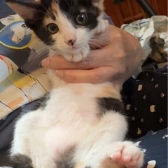 生後2ヶ月♡可愛すぎる子猫ちゃんたち