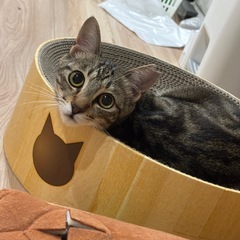 小柄でキュートなベンガル風🐅