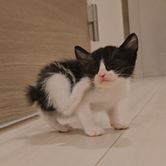 可愛すぎる生後2ヶ月♡白黒ハチワレくん