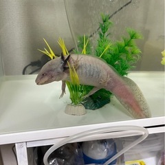 ウーパールーパー