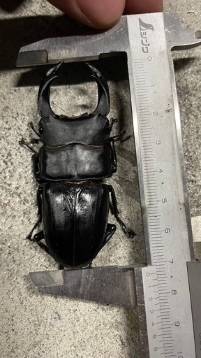 国産オオクワガタ