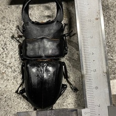 国産オオクワガタ