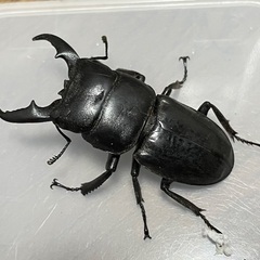 交渉中7/5：ヒラタクワガタ♂44ミリ