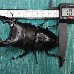 大型スマトラオオヒラタクワガタ  オス 101mm upの画像