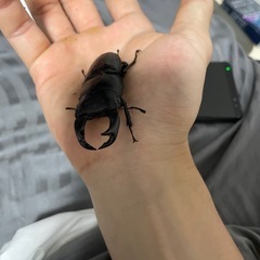 ホペイオオクワガタの画像