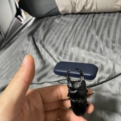 ホペイオオクワガタ