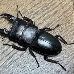 ヒラタクワガタ　ペア（53ミリ×27ミリ）
