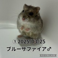 ジャンガリアンハムスターの里親募集