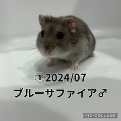 ジャンガリアンハムスターの里親募集2