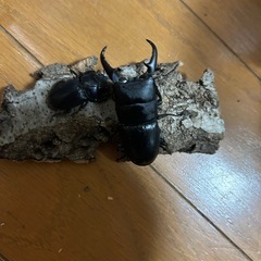 本土ヒラタクワガタ　WDペア　清瀬産